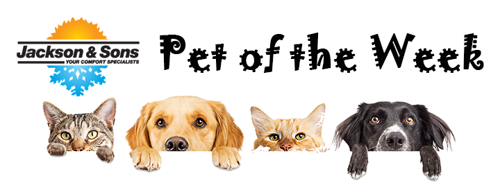 Jackson & Sons Pet of the Week banner