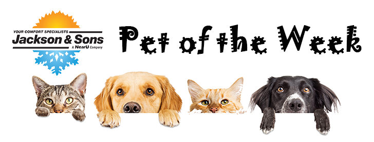 Jackson & Sons Pet of the Week banner - New Logo
