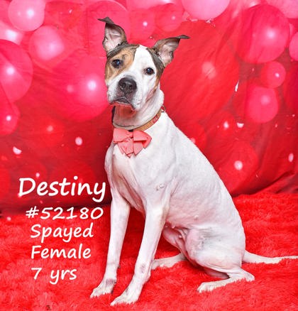 PET OF THE WEEK: Destiny Powered by Jackson & Sons