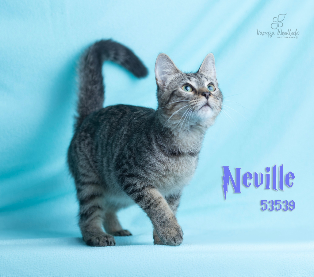 PET OF THE WEEK: Neville Powered by Jackson & Sons