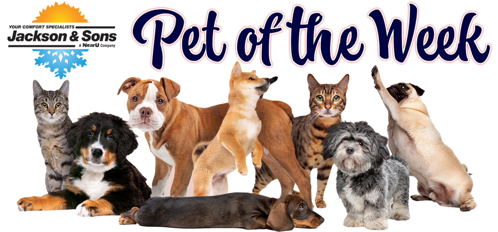Pet of the Week Banner 2024 Powered by Jackson & Sons