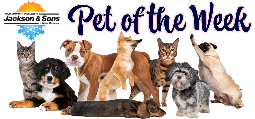 Pet of the Week Banner 2024 Powered by Jackson & Sons