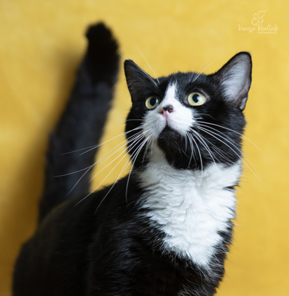WGBR Pet of the Week Sylvester powered by Jackson & Sons 2