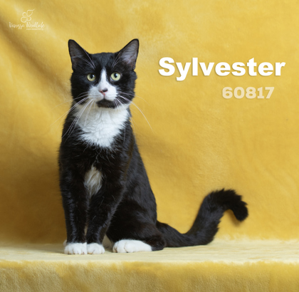 WGBR Pet of the Week Sylvester powered by Jackson & Sons