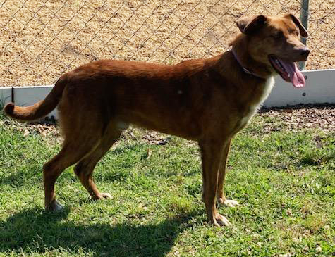 WGBR Pet of the Week Jax powered by Jackson & Sons