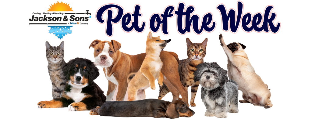 POTW banner 2025 new logo transparent