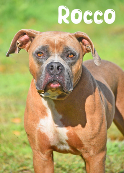WGBR Pet of the Week Rocco powered by Jackson & Sons