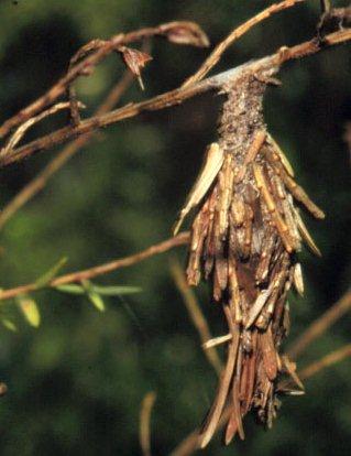 Bagworms