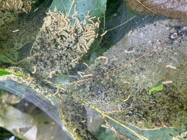 Fall Webworms