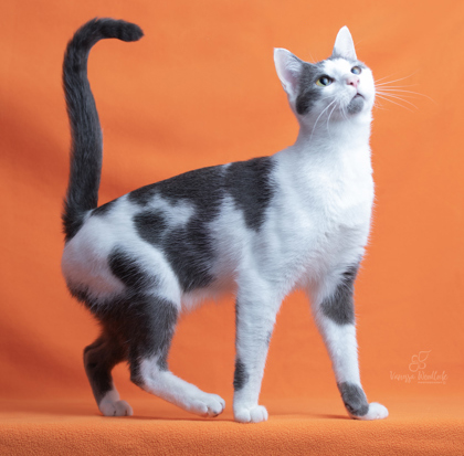 WGBR Pet of the Week MOOLU powered by Jackson & Sons 2