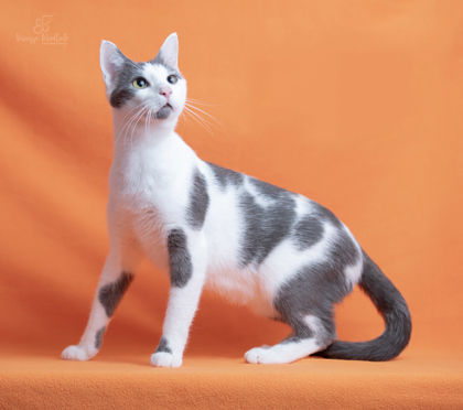 WGBR Pet of the Week MOOLU powered by Jackson & Sons