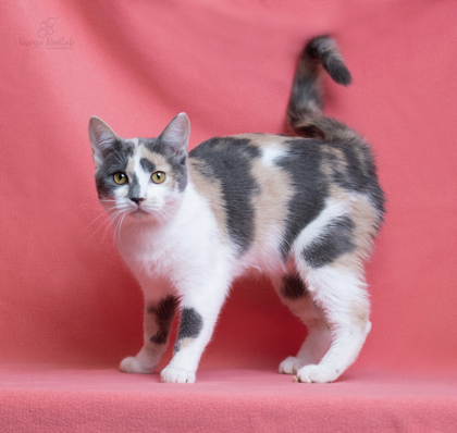 WGBR Pet of the Week Taffy powered by Jackson & Sons 1